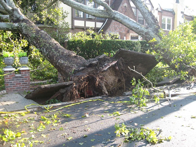 Image for Jacksonville Area Tree Removal with ID of: 1423809