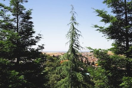 Image for San Ramon Tree Service with ID of: 1424367