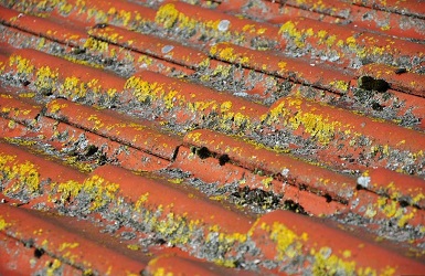 Image for Fort Worth Roofing Experts with ID of: 1425746