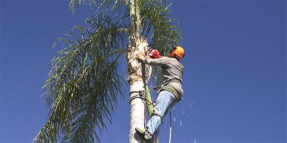 Image for Tree Service Phoenix with ID of: 1426838