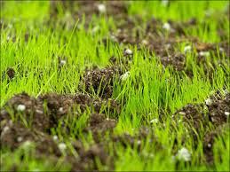 Image for Overseeding lawn with ID of: 1429078