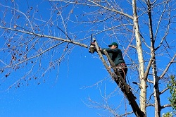 Image for Tree Service Riverside with ID of: 1431063