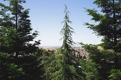 Image for Tree Service Riverside with ID of: 1431064