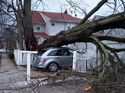 Image for Best Tree Service Lafayette with ID of: 1434656
