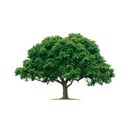 Image for Albany Tree & Property Service with ID of: 1434784
