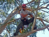 Image for Albany Tree & Property Service with ID of: 1434790