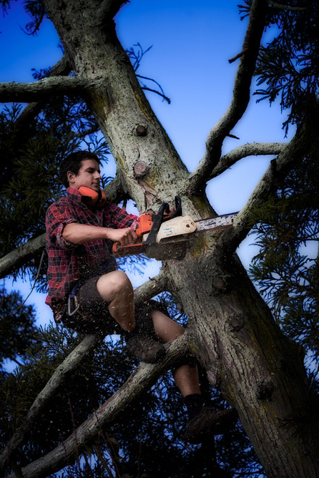 Image for Tree Service Surprise with ID of: 1434978