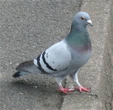 Image for Pigeon control services with ID of: 1437194