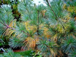 Image for Pine needle mulch with ID of: 1437564