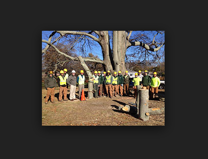 Image for Tree Trimming Evansville with ID of: 1438839