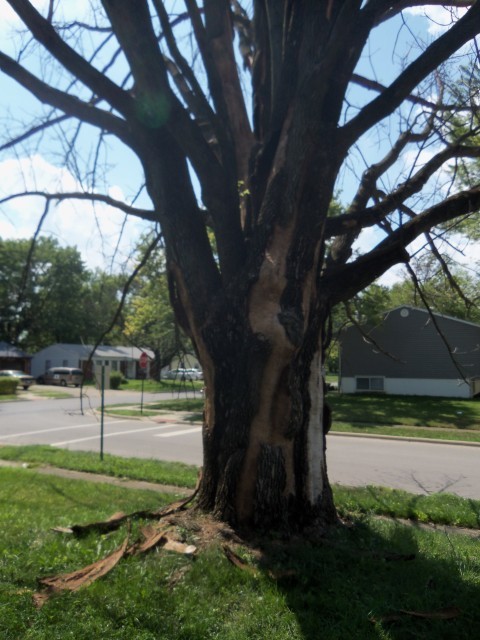 Image for Tree Trimming Evansville with ID of: 1438846