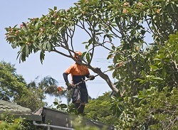 Image for Beaverton Tree Care with ID of: 1439241