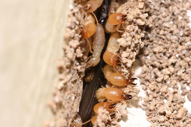 Image for Reynolds Pest Management, Inc with ID of: 1439791