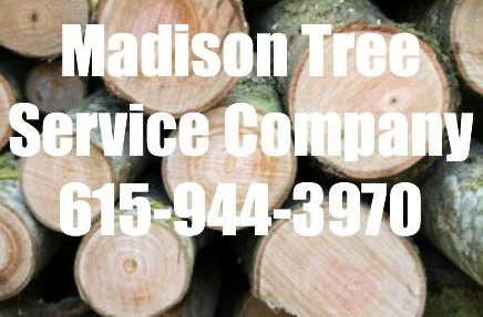 Image for Madison Tree Service Company with ID of: 1441042