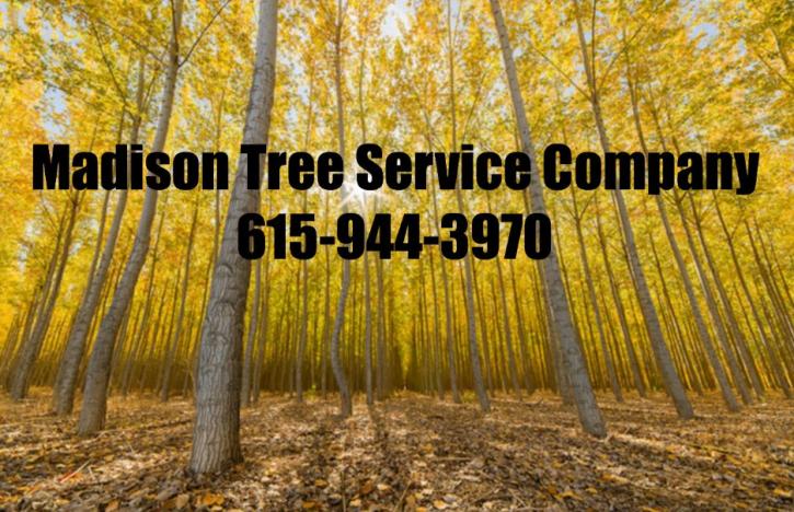 Image for Madison Tree Service Company with ID of: 1441043