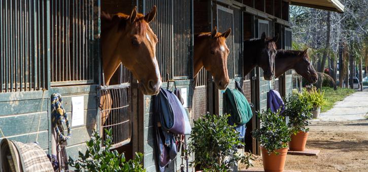 Image for Private Horse Training Programs in California with ID of: 1441521