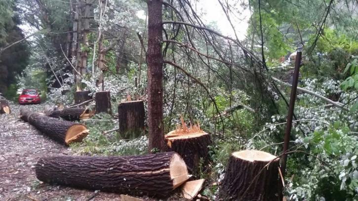 Image for Eugene Barringer Tree Service with ID of: 1443448