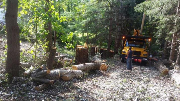Image for Eugene Barringer Tree Service with ID of: 1443449