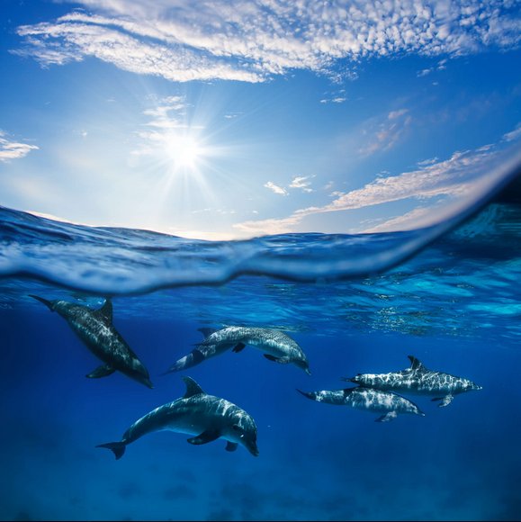 Image for Dolphins and You with ID of: 1450168