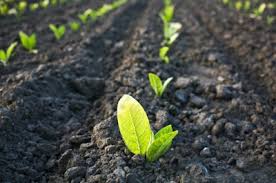 Image for Organic fertilizer services with ID of: 1450213