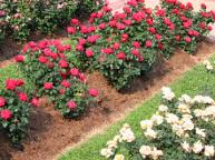 Image for Pine straw mulch supply with ID of: 1452080