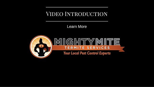 Image for MightyMite Termite Services with ID of: 1453407