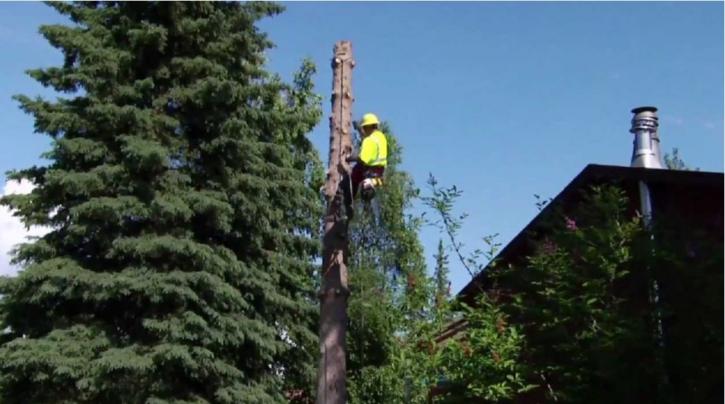 Image for Birmingham's Best Tree Service with ID of: 1454173