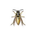 Image for Ampm Exterminators with ID of: 1456581