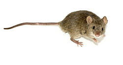 Image for Ampm Exterminators with ID of: 1456582