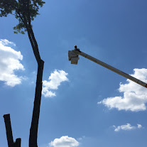 Image for Urban Landscape & Tree Specialist with ID of: 1457387
