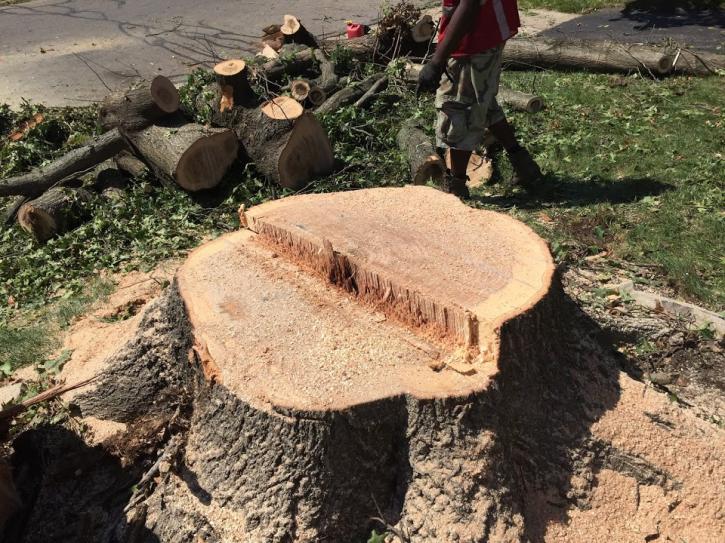 Image for Urban Landscape & Tree Specialist with ID of: 1457389
