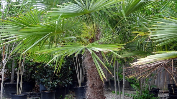 Image for Crabtree Garden Center & Landscaping with ID of: 1457688