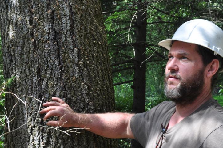 Image for Glastonbury Tree Care with ID of: 1457819