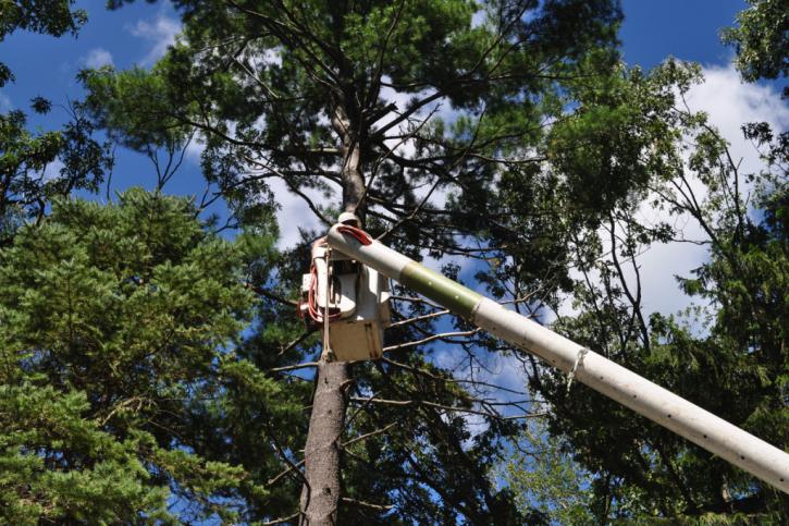 Image for Glastonbury Tree Care with ID of: 1457820