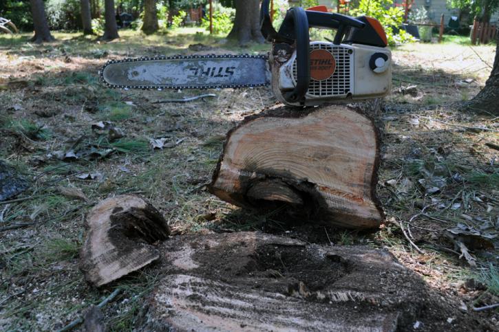 Image for Glastonbury Tree Care with ID of: 1457821