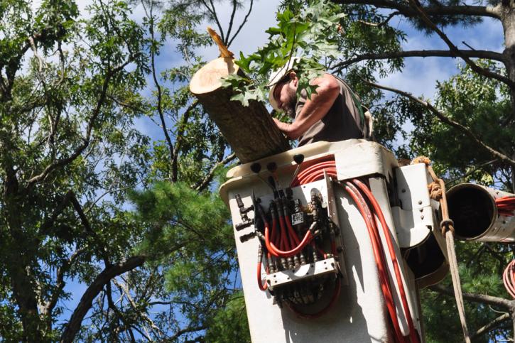 Image for Glastonbury Tree Care with ID of: 1457824