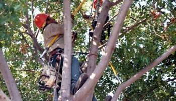 Image for Carrollton Tree Service with ID of: 1461251