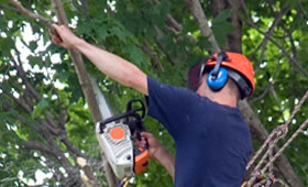 Image for Carrollton Tree Service with ID of: 1461257