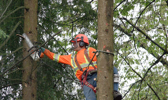 Image for Carrollton Tree Service with ID of: 1461262