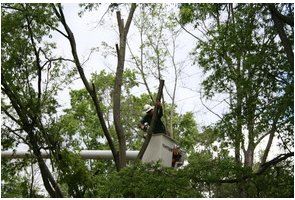 Image for St Paul Tree Care with ID of: 1461396