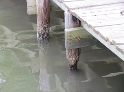 Image for Deep South Dock, Piling & Marine Restoration with ID of: 1464644