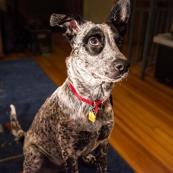Image for Ann's Animal Behavior, LLC with ID of: 1470542