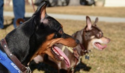 Image for Ann's Animal Behavior, LLC with ID of: 1470544