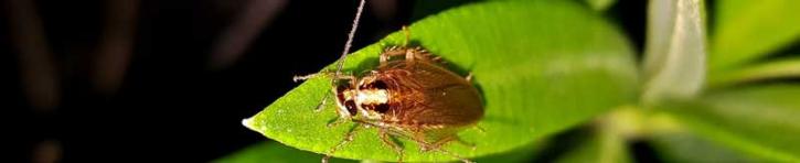 Image for Garden Piranha with ID of: 1473029