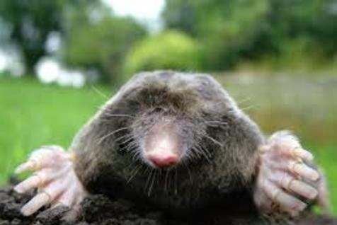 Image for Keep your yard smooth, healthy and rodent free by availing our mole control services in St. Louis with ID of: 1473224
