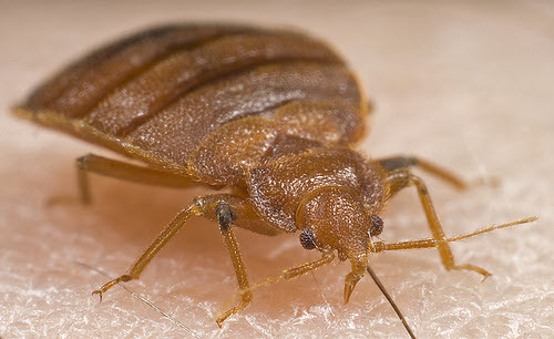 Image for Ampm Exterminators with ID of: 1476303
