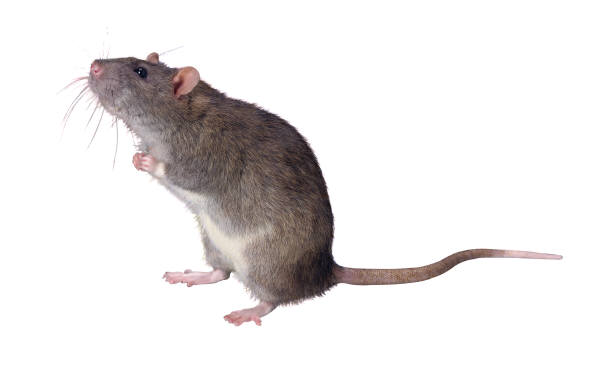 Image for Ampm Exterminators with ID of: 1476739