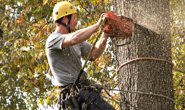 Image for Palm Harbor Tree Pros with ID of: 1478027