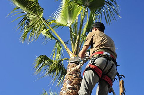 Image for Palm Harbor Tree Pros with ID of: 1478029