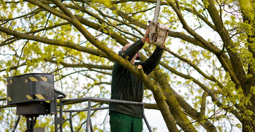 Image for Green Valle Tree Care with ID of: 1478874
